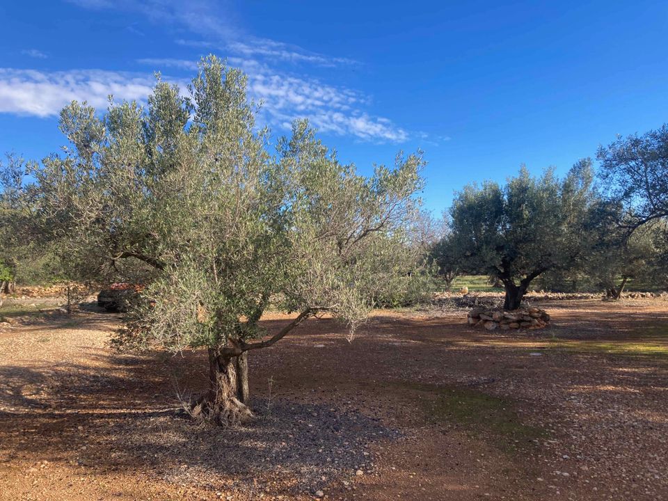 Finca i El Perello, Tarragona - bilde 4